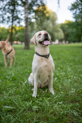 Beautiful purebred Labrador Retriever on a walk outdoors.