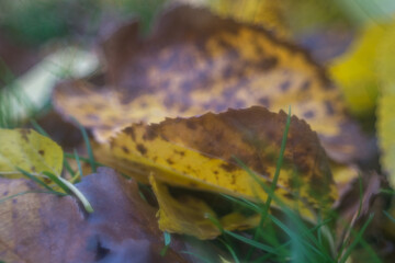 In autumn, the park transforms into a breathtaking scene as leaves turn golden, red, and orange, blanketing the ground in warm colors while a crisp breeze stirs the air.