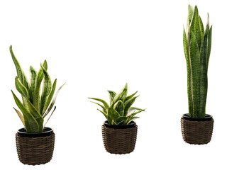 Set of Sansevieria trifasciata in a pot - transparent background, front view, 3d rendering
