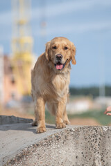 Beautiful purebred Labrador Retriever on a walk outdoors.