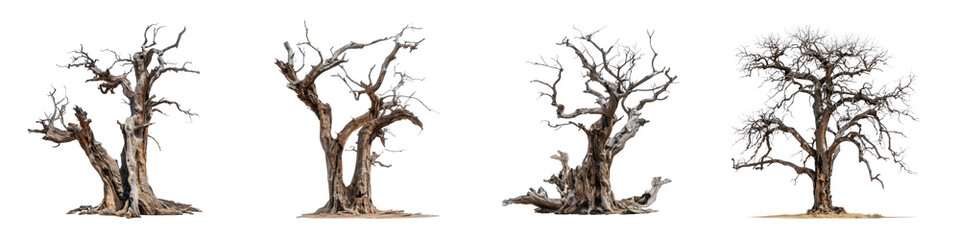 Set of Ancient Leafless Trees with Unique Twisted Branches Isolated on Transparent Background