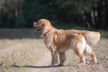 Beautiful purebred Labrador Retriever on a walk outdoors.