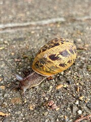 snail on the street 
