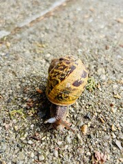 snail on the road 