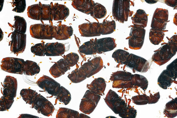 European spruce bark beetle, Ips typographus. Many dead beetles, bark beetles on a white background.