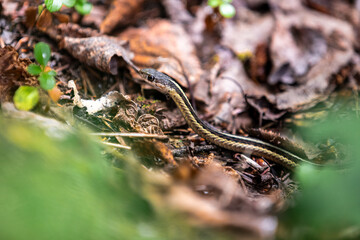 Garter Snake