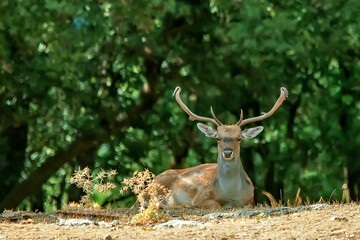 Gamo macho en el parque natural de Cazorla, Segura y Las Villas.