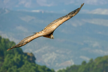 Buitre leonado en vuelo, en el parque natural de Cazorla, Segura y Las Villas.