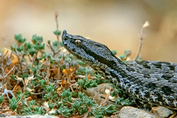 Víbora hocicuda o aspid, en el parque natural de Cazorla, Segura y Las Villas.