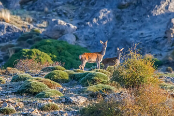  Ciervo en época de berrea, en el parque natural de Cazorla, Segura y Las Villas.