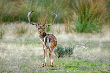 Gamo macho en el parque natural de Cazorla, Segura y Las Villas.