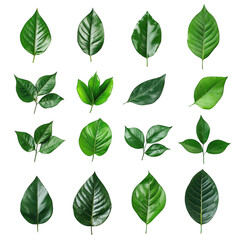 A Set Of green leaves Isolated On Transparent Background