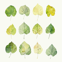 A watercolor painting of a set of aspen leaves, isolated on a white background. Aspen leaves vector.