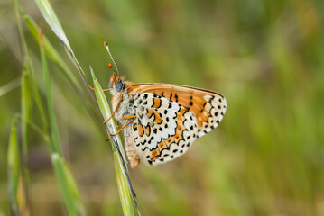 butterfly macro detail natural photo