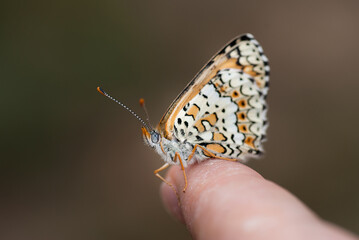 butterfly macro detail natural photo