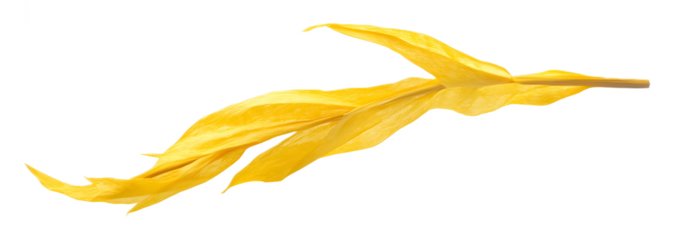 Stalk of yellow paper on a transparent background. isolated background.