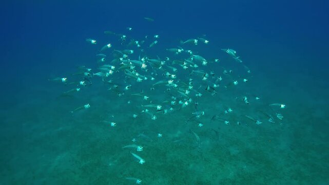 School of Striped Mackerel swims with open mouths, filtering for plankton in column of turquoise water shines in bright rays of the sun, slow motion