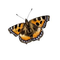 Monarch butterfly, watercolor illustration On a white background. Insects with wings. For flower decorations, bouquets, postcard design, sticker, typography printing
