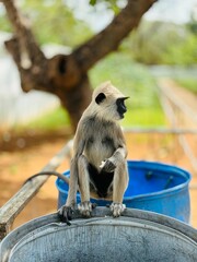 Monkey unique photos. Wild monkey. 