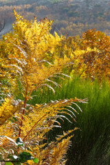 Fern in autumn with its golden tones.
Castañar de Ibor, Cáceres, España