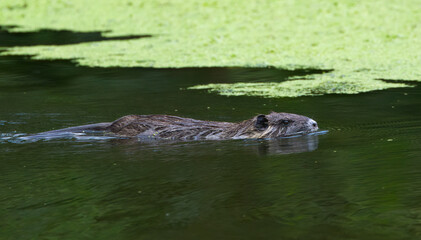 Fototapeta premium Nutria swimming through the pond, duckweed all around, cute nutria in the lake, face half in the water