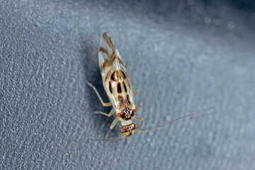 Graphopsocus cruciatus Bark Fly or Bark louse. Adult winged insect on a dark background.
