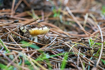 Small mushrooms in the pine forest	