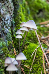 Set of Panaeolus papilionaceus mushrooms on moss	