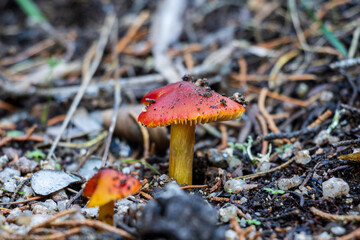 Small red Hygrocybe conica mushrooms