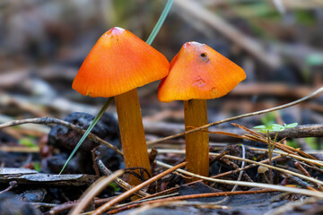 Small red Hygrocybe conica mushrooms