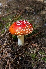 Fly agaric mushroom in the forest