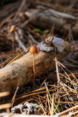 Mushrooms from the family Panaeolus papilionaceus	
