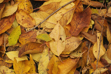 A background of old yellow autumn leaves on the ground. Close up.