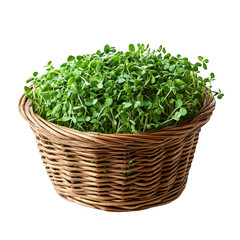 Alfalfa Sprout Isolated On Transparent Background
