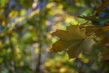 In autumn, the park transforms into a breathtaking scene as leaves turn golden, red, and orange, blanketing the ground in warm colors while a crisp breeze stirs the air.