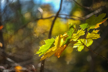 In autumn, the park transforms into a breathtaking scene as leaves turn golden, red, and orange, blanketing the ground in warm colors while a crisp breeze stirs the air.