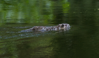 young nutria swimming through the pond, duckweed all around, cute nutria in the lake, face half in the water