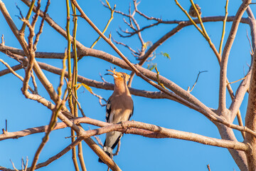 Eurasian Hoopoe, Upupa epops, on a dry tree branch.