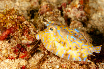 Malaysia, Sabah, Mabul, Thornback Cowfish (Lactoria fornasini)