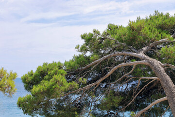 Coniferous tree on the sea background. landscape. Nature in summer. Summer vacation concept. Travel concept. Tree on tropical beach with blue sky. Tropical nature