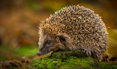 Hedgehog, Scientific name: Erinaceus Europaeus.  Wild, native, European hedgehog foraging at dusk in hedgehog friendly garden.  Facing left. Horizontal.  Space for copy.