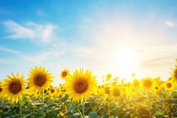 Fototapeta premium A bright sunflower field under a clear blue sky at sunset creates a cheerful atmosphere