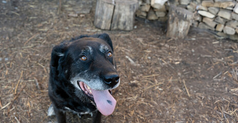 dog reveals a distinctive Cyanosis on its tongue, a benign, yet melanoma-prone skin anomaly,...