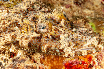 Malaysia, Sabah, Mabul, Crocodilefish (Cymbacephalus beauforti), De Beaufort's flathead