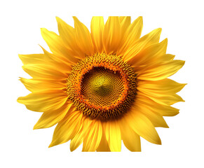 Fototapeta premium Sunflower isolated on a transparent background