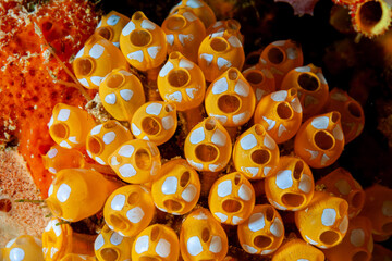 Malaysia, Sabah, Mabul, Ascidians - White-spotted sea squirt (Pycnoclavella diminuta) - Colony of...