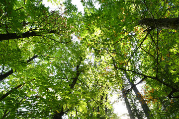 Beautiful chestnut forest in autumn season. Shoot from below