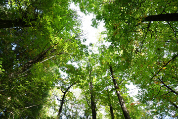 Beautiful chestnut forest in autumn season. Shoot from below