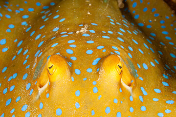 Malaysia, Sabah, Mabul, Bluespotted, Ribbontail Stingray (Taeniura lymma)