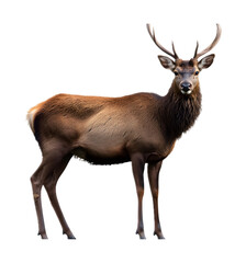 Fototapeta premium Swamp deer on a transparent background. isolated background.